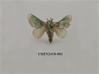 藏品(基黃綠刺蛾)的圖片